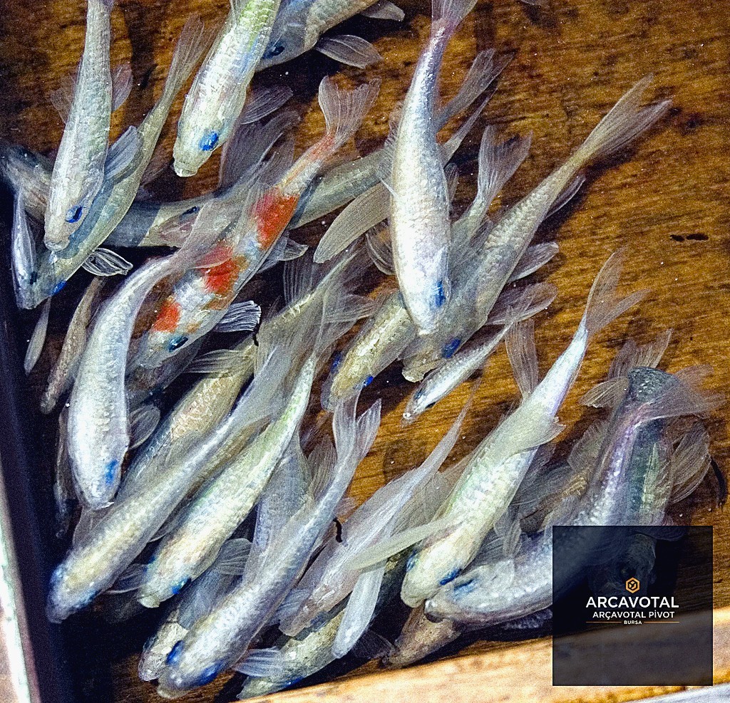 Kurumsal Çiçekçilik